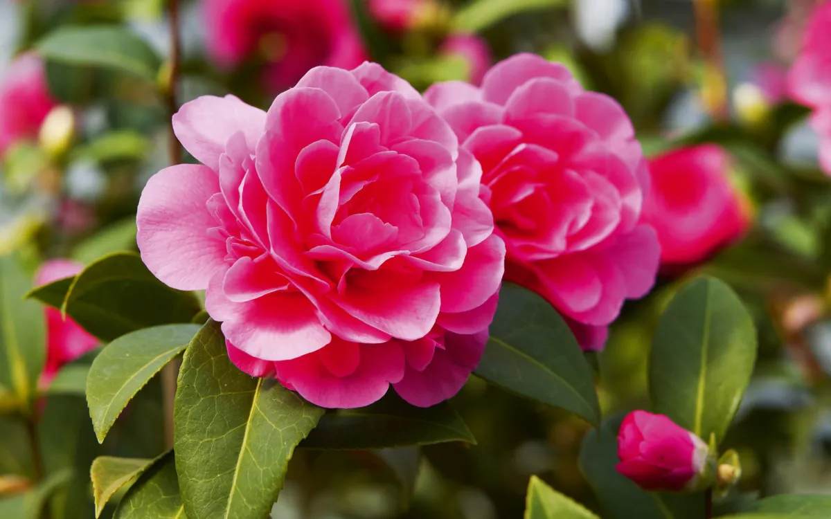 Halbgefüllte Kamelienblüten