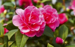 Halbgefüllte Kamelienblüten