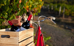 Elsässer Weinstraße