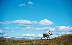 Foto: Anders Gejengedal