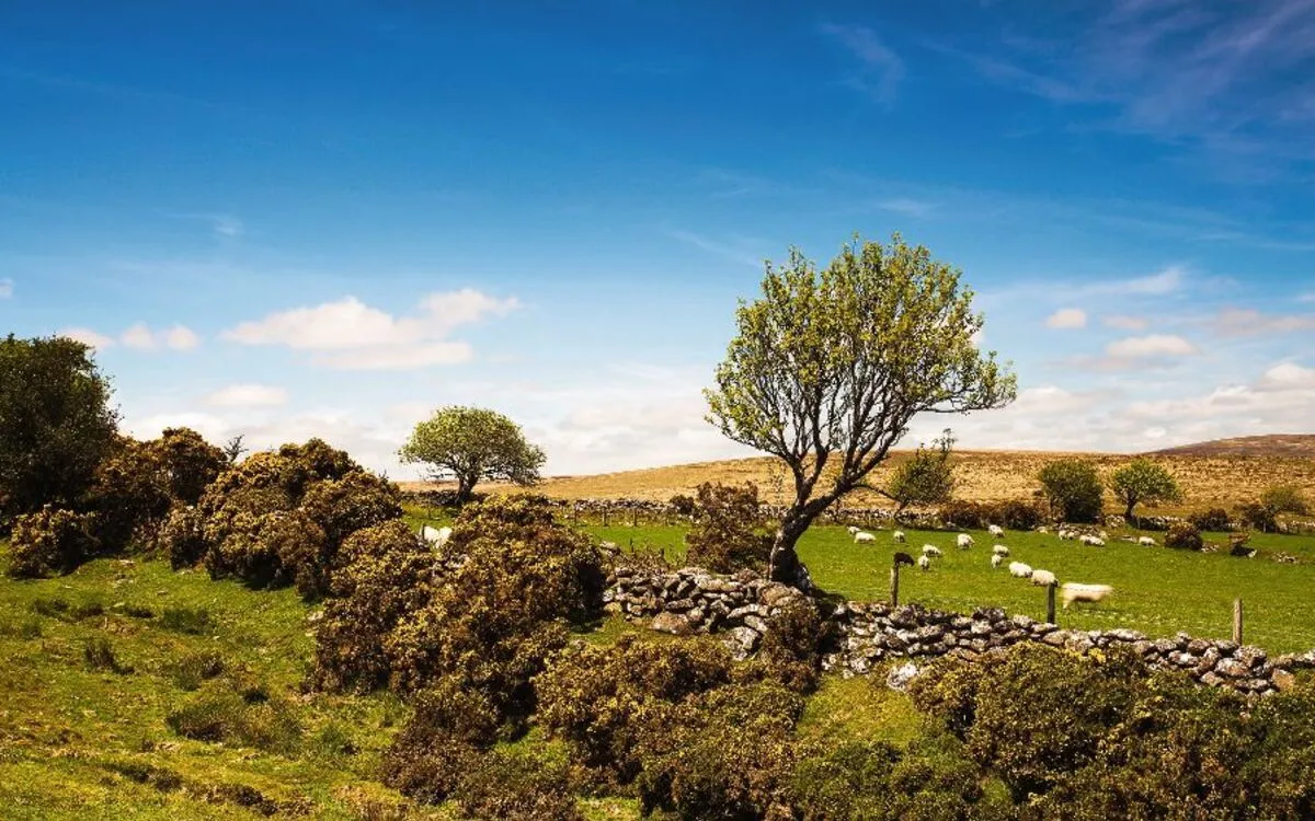 Dartmoor