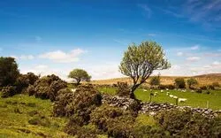 Dartmoor