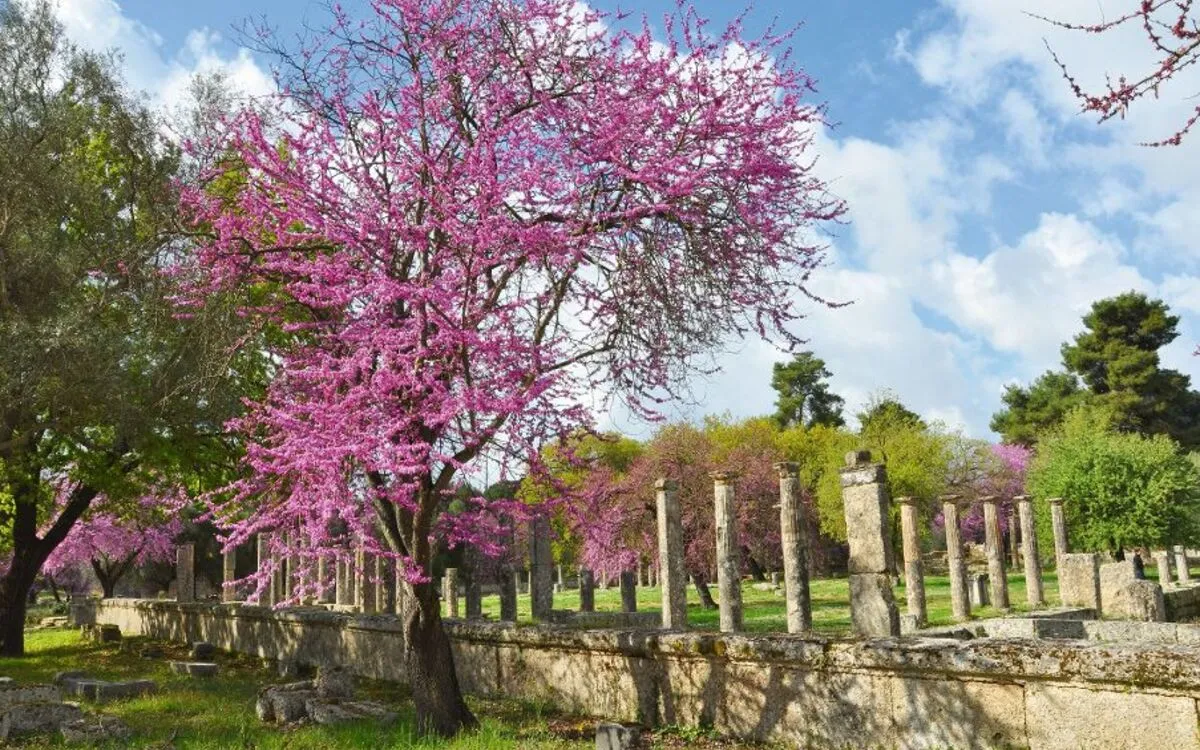 Kirsche und Palaestra von Olympia