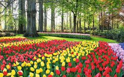 Mix aus Tulpen und Hyazinthen