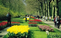 Keukenhof