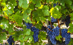 Chateau Lafite Rothschild, Weingut, Gironde, Frankreich, Europa