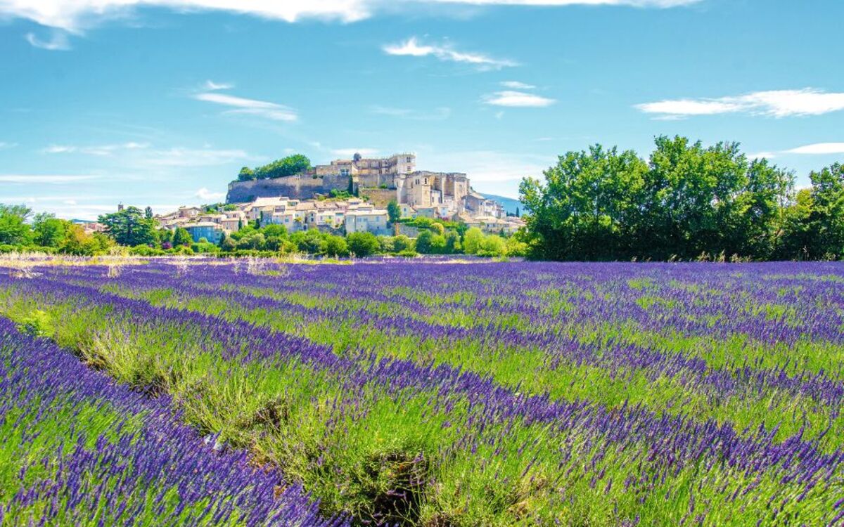 Provence - Lavendelfelder