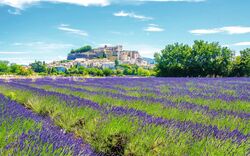 Provence - Lavendelfelder