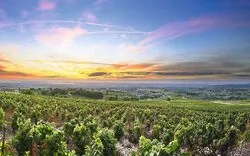 Panorama der Weinberge bei Sonnenaufgang
