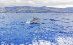 Delfin vor der Küste Madeiras