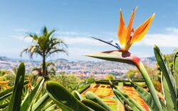 Funchal