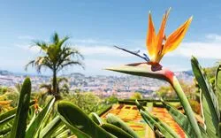 Funchal