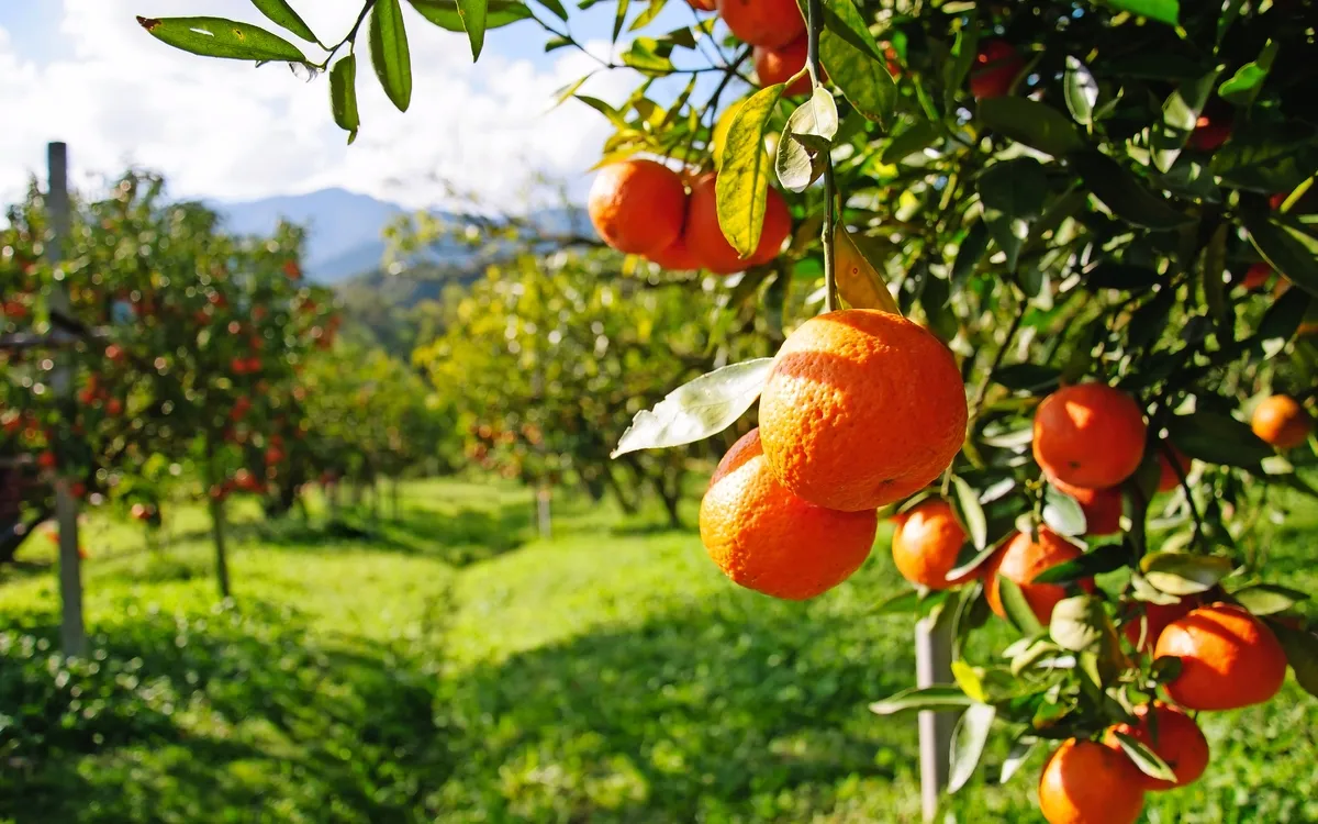 Orangenbaum