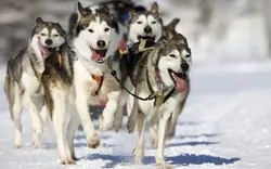 Hundeschlitten in Alaska während des Winters