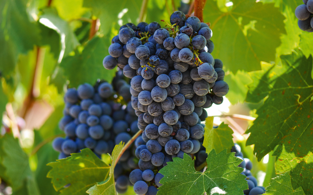 Rote Trauben auf der Rebe