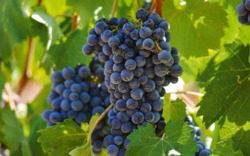 Rote Trauben auf der Rebe