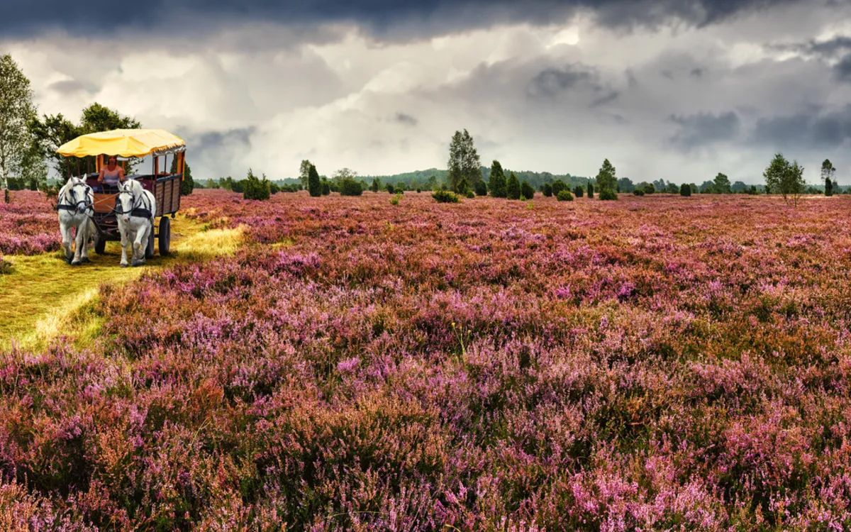 Kutschfahrt durch die Lüneburger Heide, Deutschland