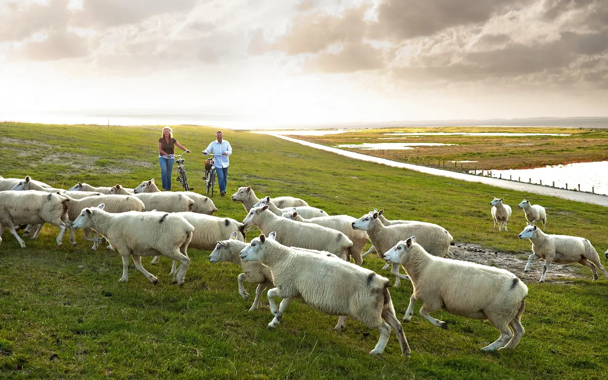 Insel Föhr
