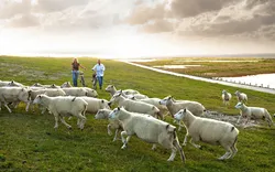 Insel Föhr