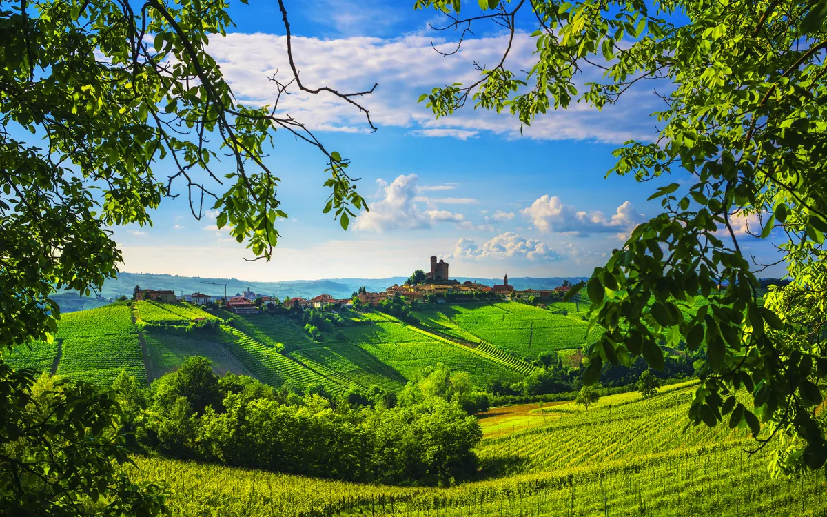Weinberge in der Langhe