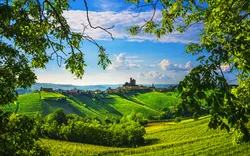 Weinberge in der Langhe