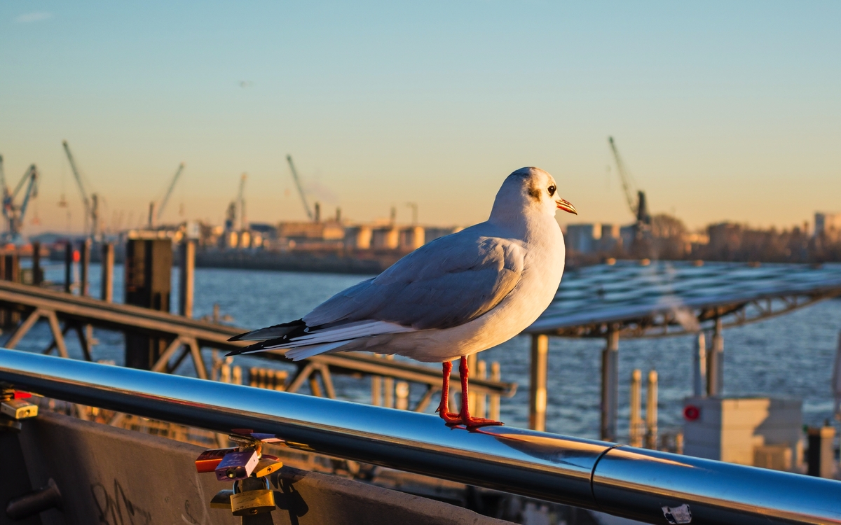 Möwe am Hamburger Hafen