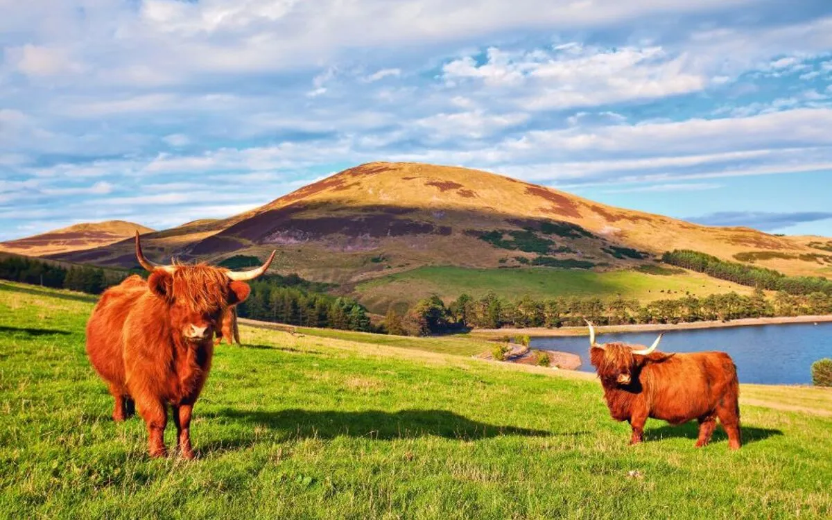 Aberdeen Angus