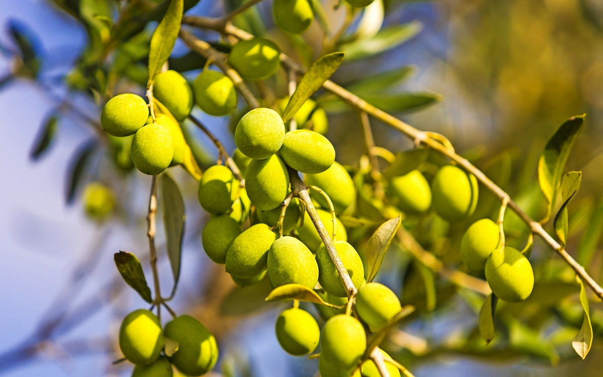 Oliven am Baum kurz vor der Ernte