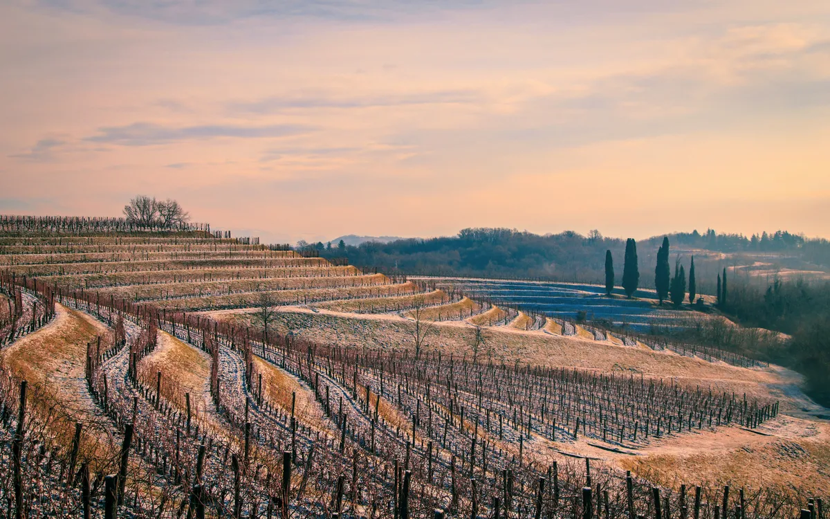 winterliche Weinberge in Venetien