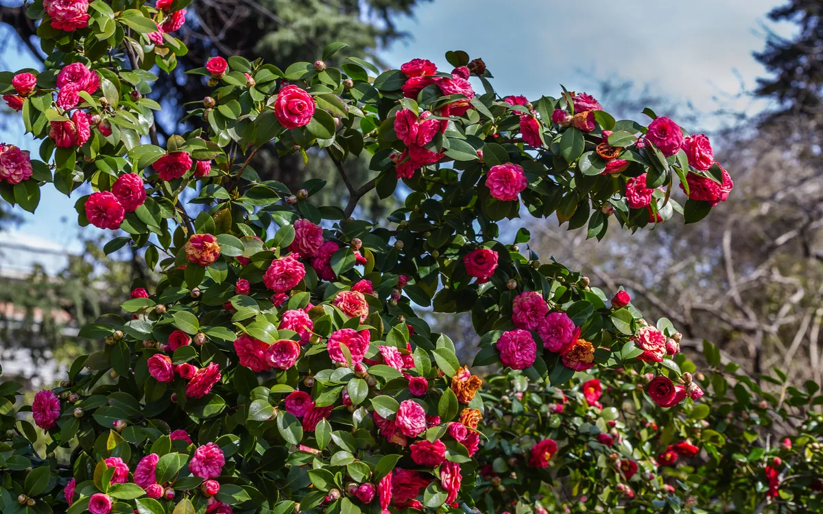 Kamelieblüten