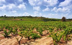 Weinberg in Tarragona