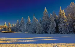 Schwarzwald im Winter