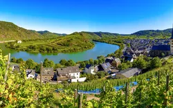 Moselschleife bei Bremm