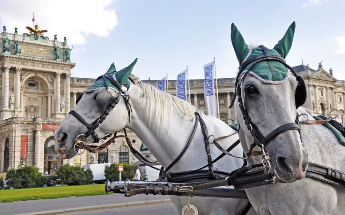 Fiaker Pferde, Wien