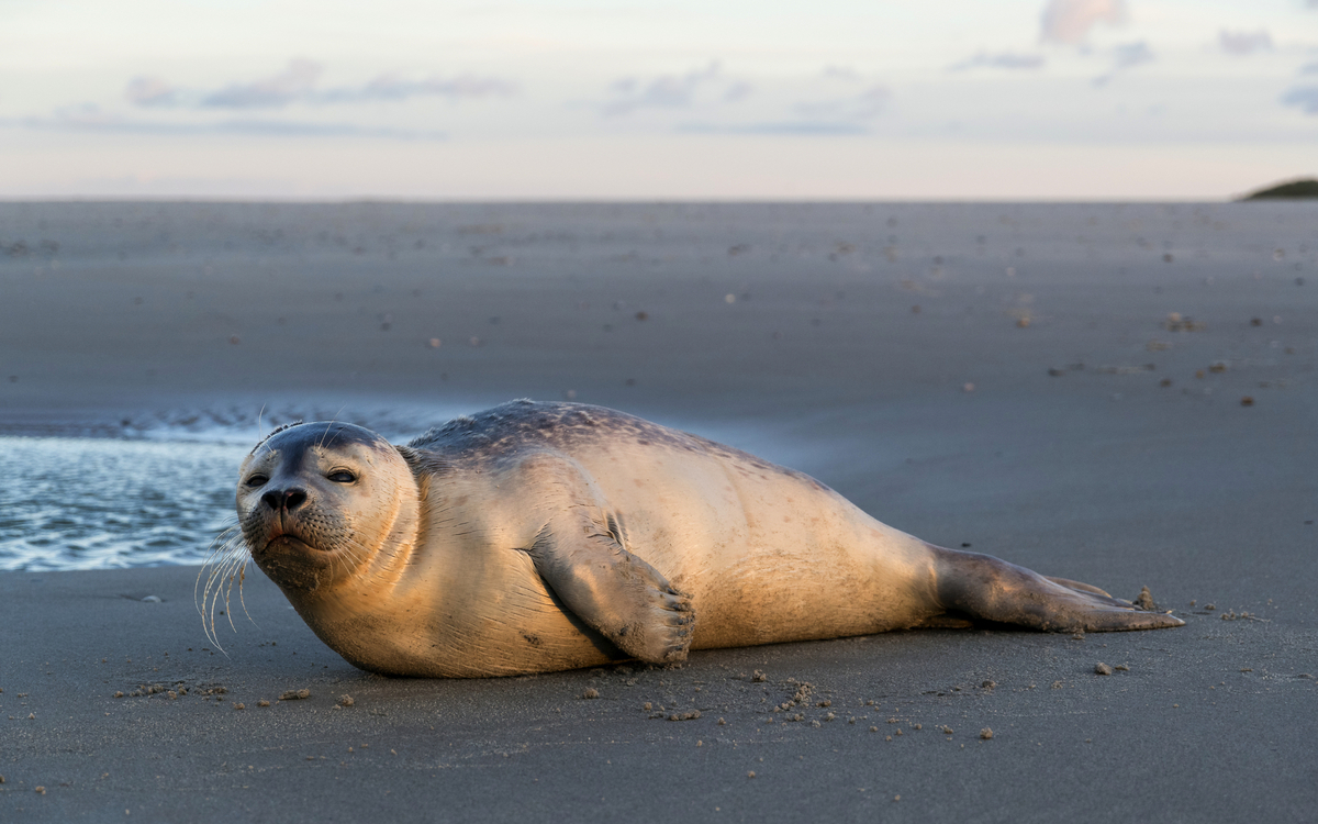 junger Seehund am Strand der niederländischen Insel Texel