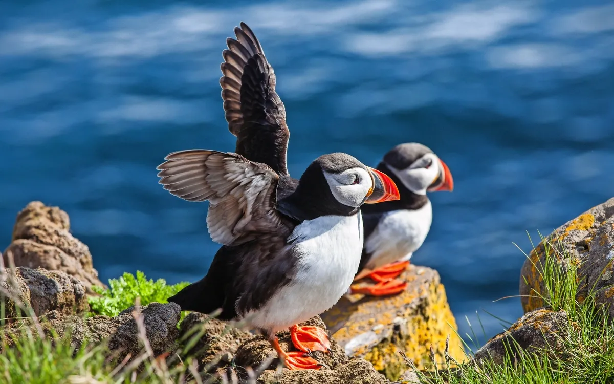 Papageientaucher auf einem Felsen, Island