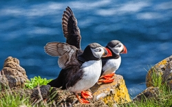 Papageientaucher auf einem Felsen, Island