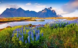Blühende Lupineblumen auf der Stokksnes-Landspitze