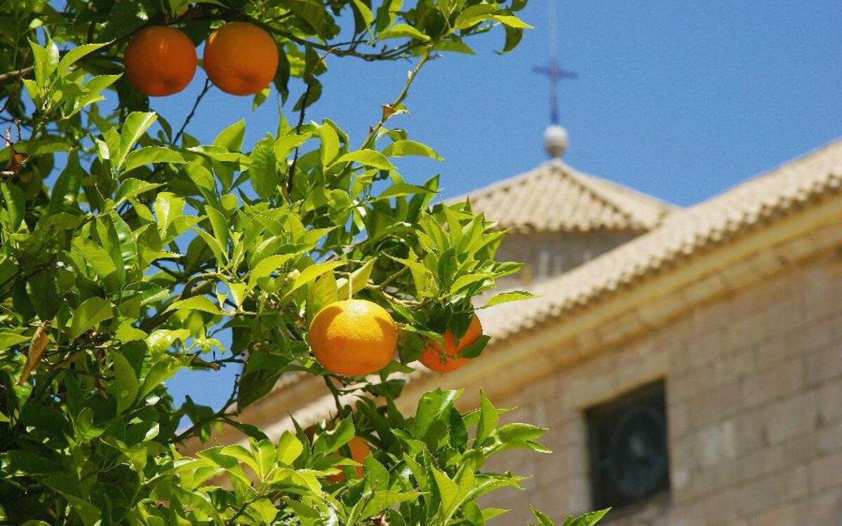 Orangenbaum