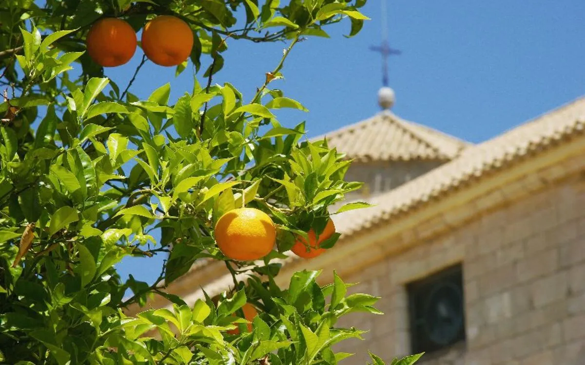 Orangenbaum