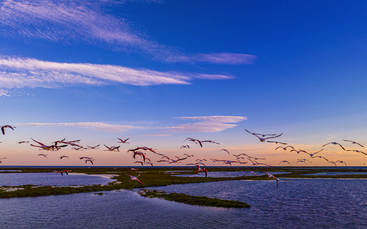 Flamingoschwarm im Ebro-Delta im Südwesten der Provinz Tarragona in der Region Katalonien in Spanien