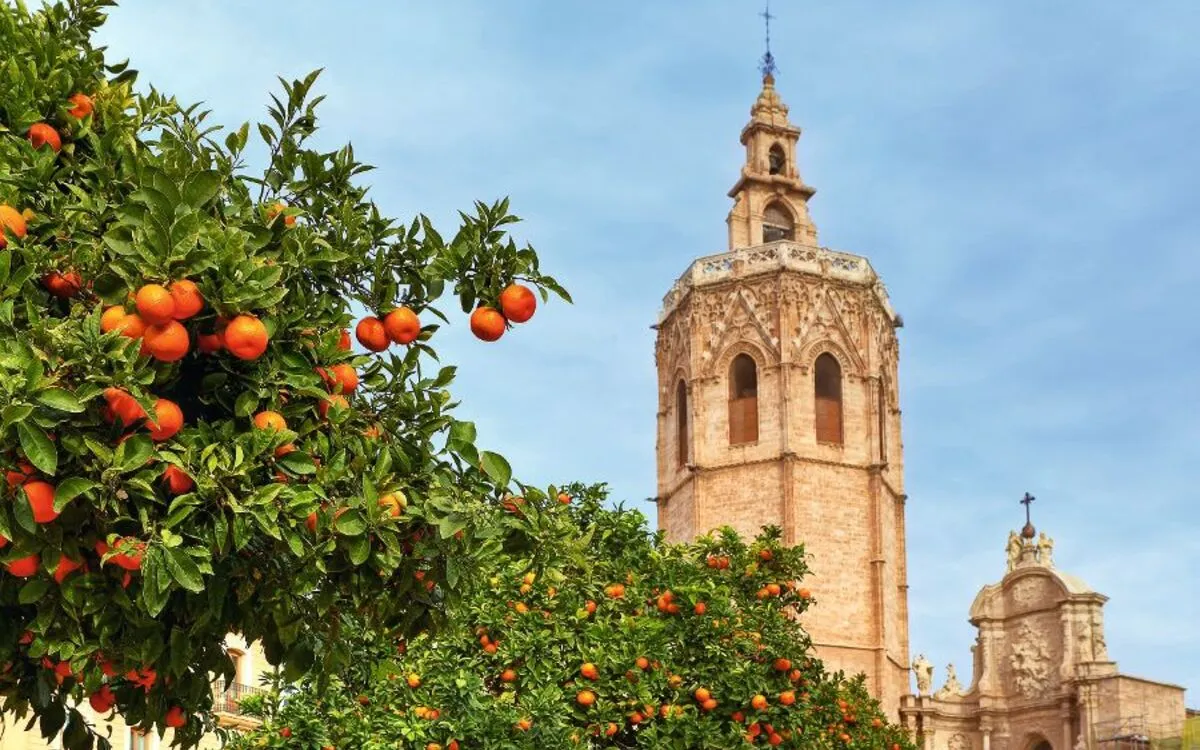 Orangenbaum