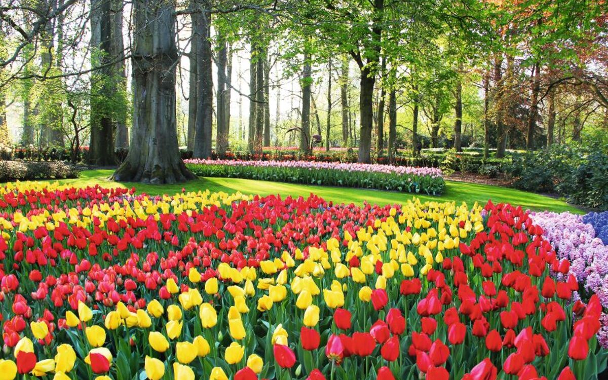 Mix aus Tulpen und Hyazinthen