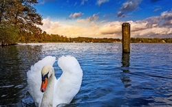 Schwan auf dem Scharmützelsee bei Bad Saarow 