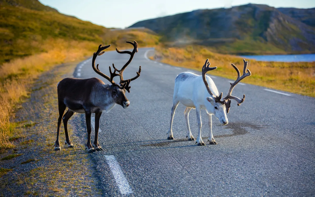 Rehe laufen die Straße entlang