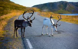 Rehe laufen die Straße entlang