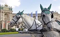 Fiaker Pferde, Wien
