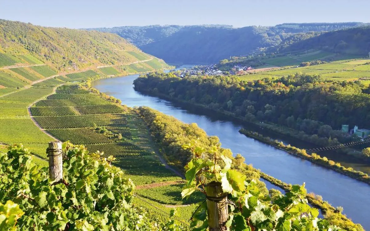 Weinberge an der Mosel