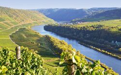 Weinberge an der Mosel