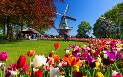 Keukenhof in den Niederlanden